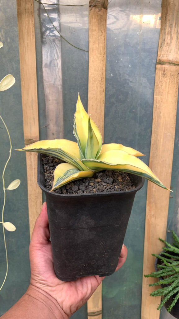 kaktus.id