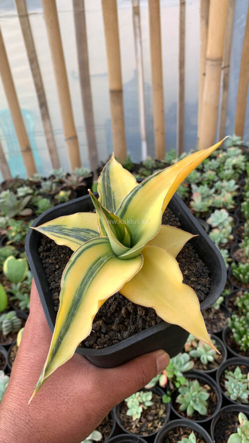Sansevieria Kimayo Aurea Variegated, real gallery image #4 plants. Picture taken directly from kaktus.id community Sansevieria farmer green houses.
