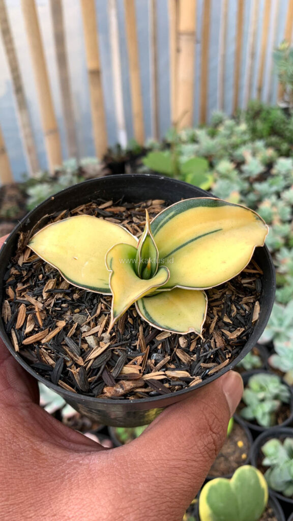 kaktus.id
