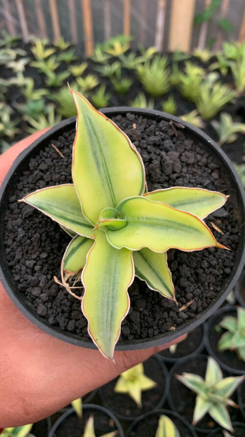 Sansevieria Kimayo Aurea Variegated, real gallery image #8 plants. Picture taken directly from kaktus.id community Sansevieria farmer green houses.
