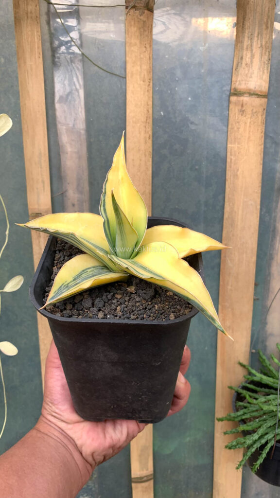 kaktus.id