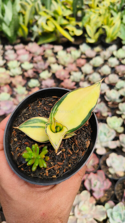 Sansevieria Kimayo Aurea Variegated, real gallery image #2 plants. Picture taken directly from kaktus.id community Sansevieria farmer green houses.