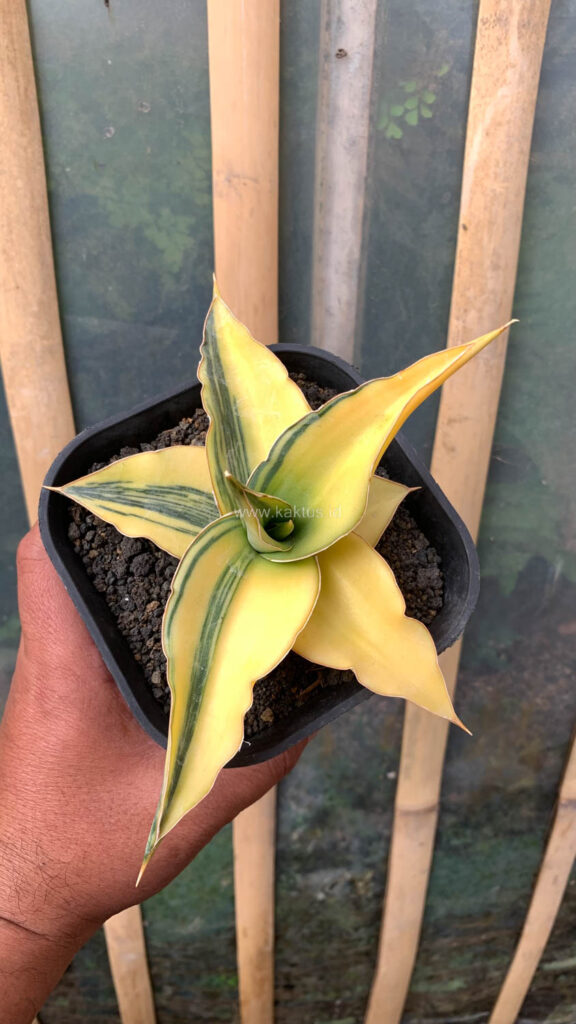 kaktus.id