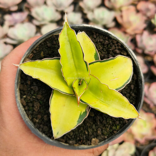 Sansevieria Kimayo Aurea Variegated, real gallery image #10 plants. Picture taken directly from kaktus.id community Sansevieria farmer green houses.