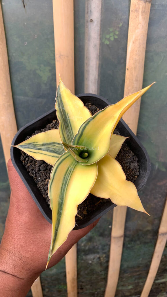 kaktus.id