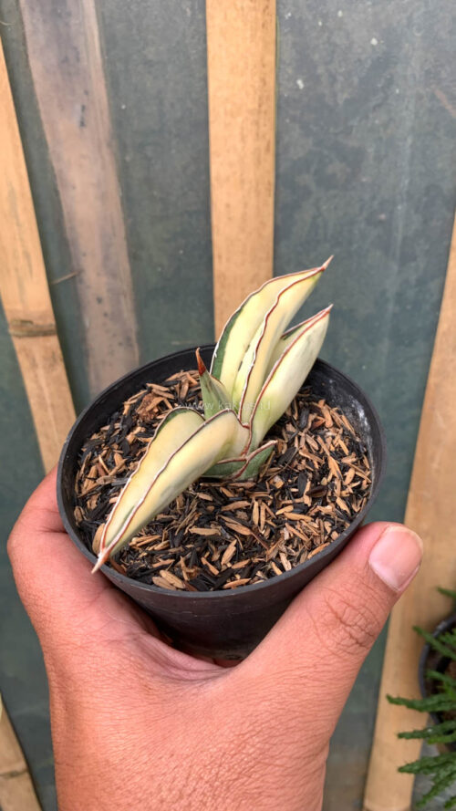 Sansevieria Robusta Dwarf White Variegated, real gallery image #3 plants. Picture taken directly from kaktus.id community Sansevieria farmer green houses.