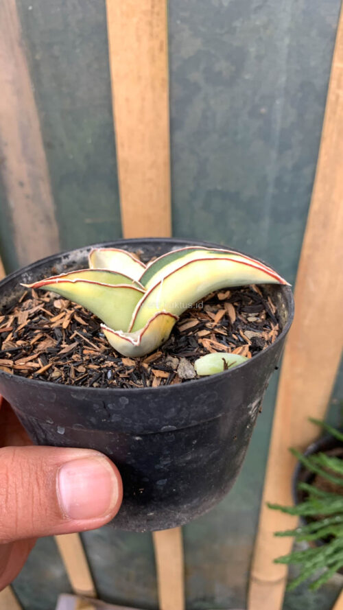 Sansevieria Robusta Dwarf White Variegated, real gallery image #4 plants. Picture taken directly from kaktus.id community Sansevieria farmer green houses.
