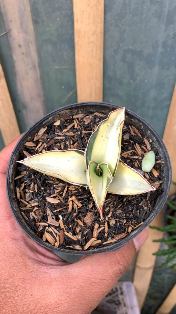 kaktus.id