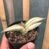Sansevieria Robusta Dwarf White Variegated, real feature image plant. Picture taken directly from kaktus.id community Sansevieria farmer green houses.