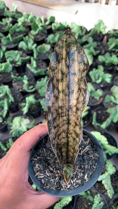 Sansevieria Kirkii Variegated Pulchra Metalic Silver 1 Leaf, real gallery image #1 plants. Picture taken directly from kaktus.id community Sansevieria farmer green houses.
