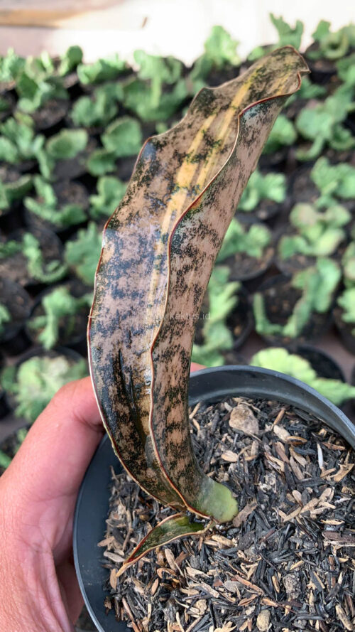 Sansevieria Kirkii Variegated Pulchra Metalic Silver 1 Leaf, real gallery image #14 plants. Picture taken directly from kaktus.id community Sansevieria farmer green houses.