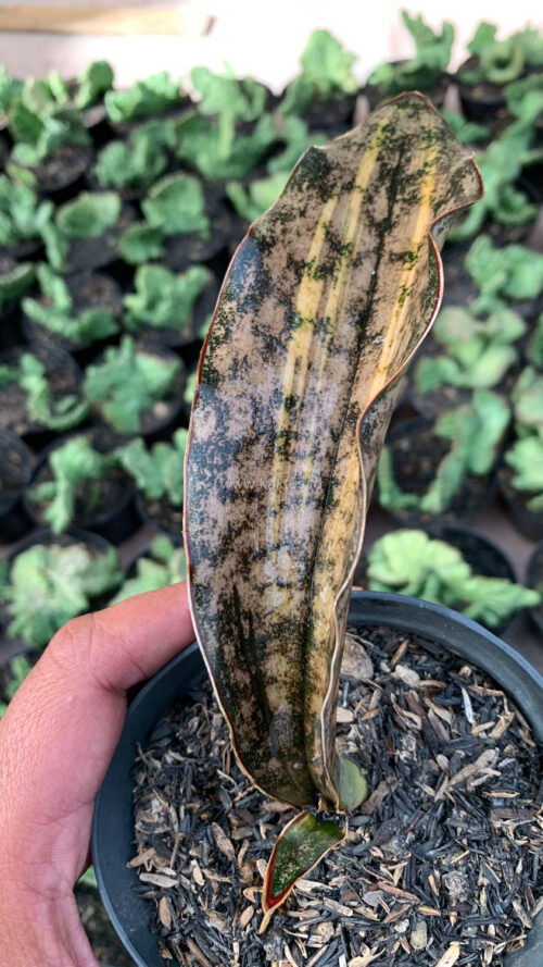 Sansevieria Kirkii Variegated Pulchra Metalic Silver 1 Leaf, real gallery image #15 plants. Picture taken directly from kaktus.id community Sansevieria farmer green houses.