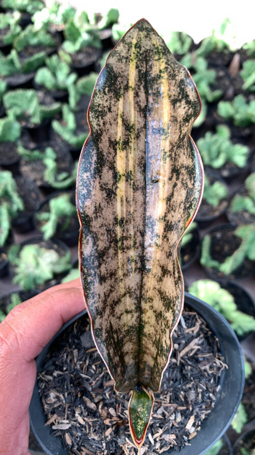 Sansevieria Kirkii Variegated Pulchra Metalic Silver 1 Leaf, real gallery image #18 plants. Picture taken directly from kaktus.id community Sansevieria farmer green houses.