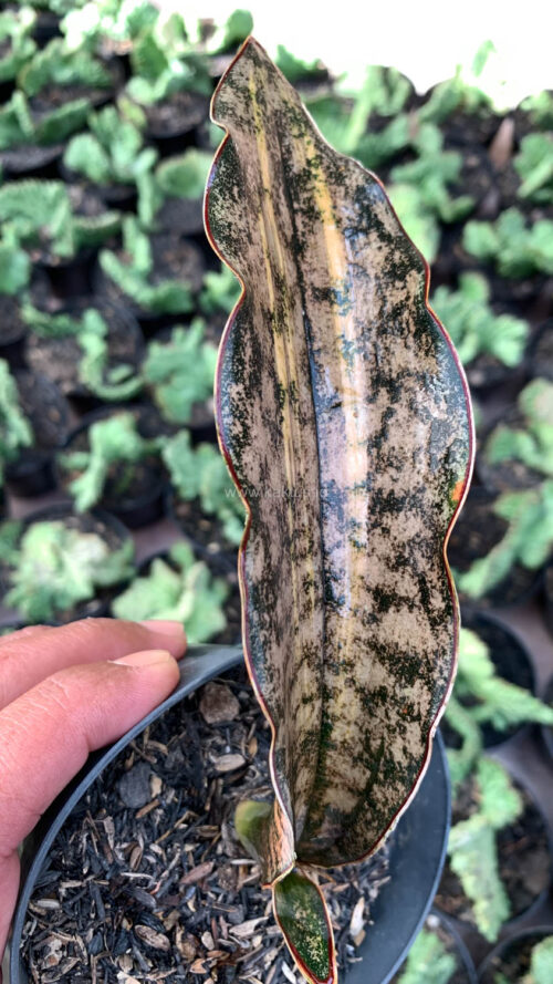 Sansevieria Kirkii Variegated Pulchra Metalic Silver 1 Leaf, real gallery image #20 plants. Picture taken directly from kaktus.id community Sansevieria farmer green houses.