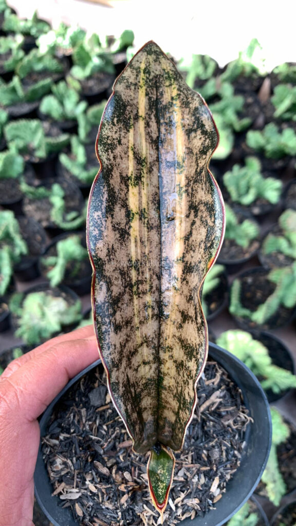 kaktus.id