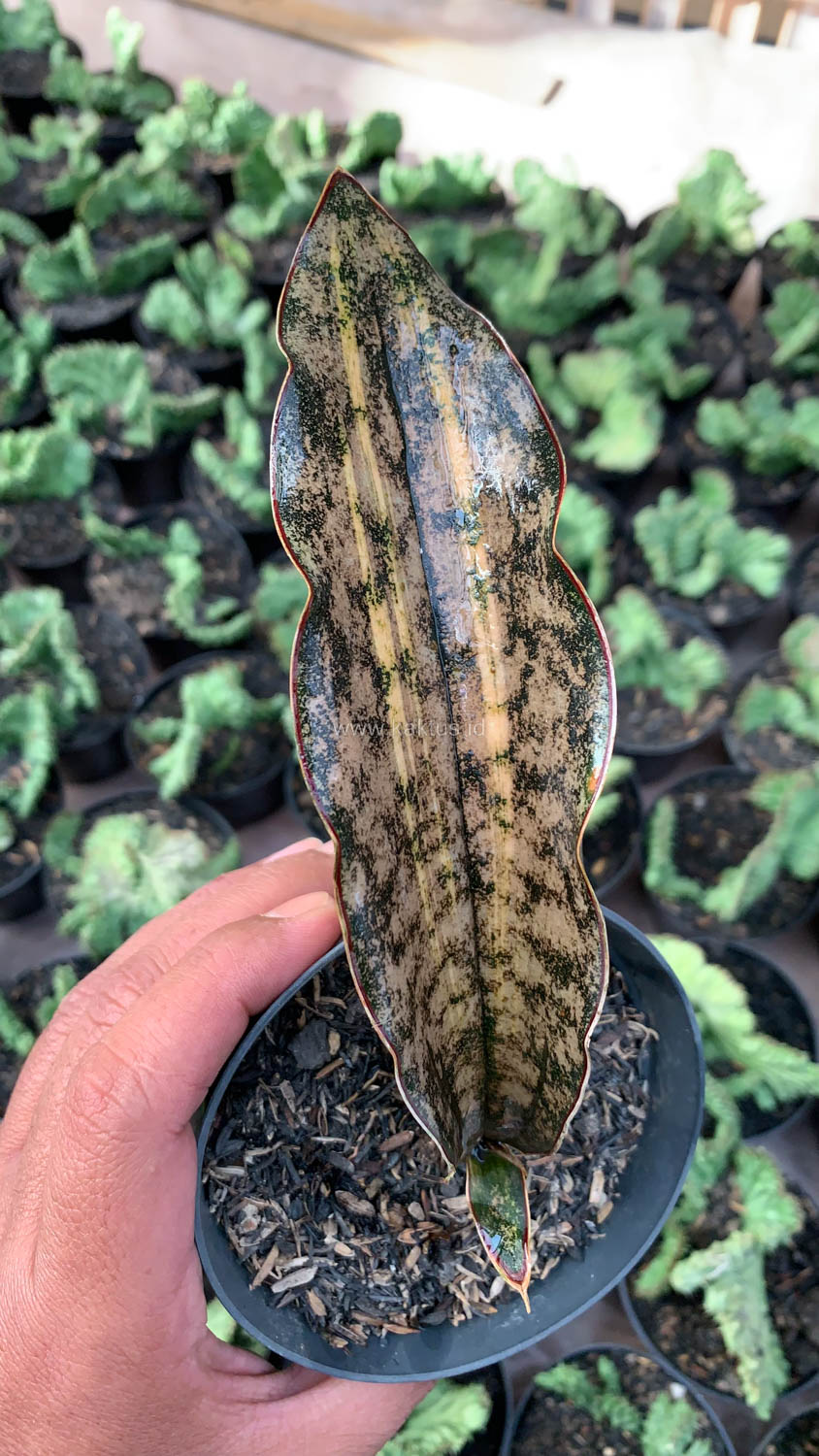 Sansevieria Kirkii Variegated Pulchra Metalic Silver 1 Leaf For Sale - Real  Pictures, kaktus.id Plants Exporter