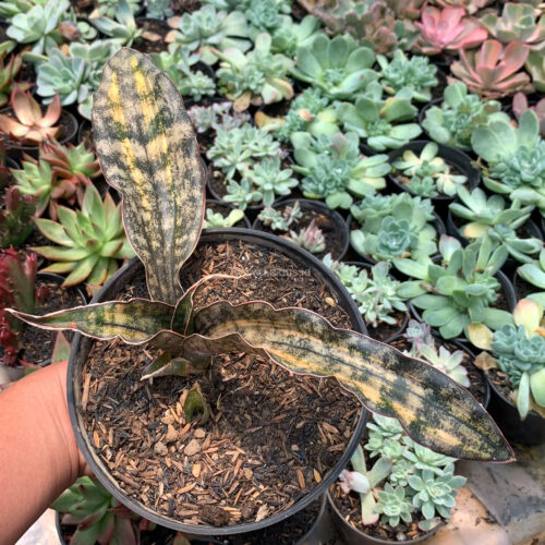 Sansevieria Kirkii Variegated Pulchra Metalic Silver 1 Leaf, real gallery image #4 plants. Picture taken directly from kaktus.id community Sansevieria farmer green houses.