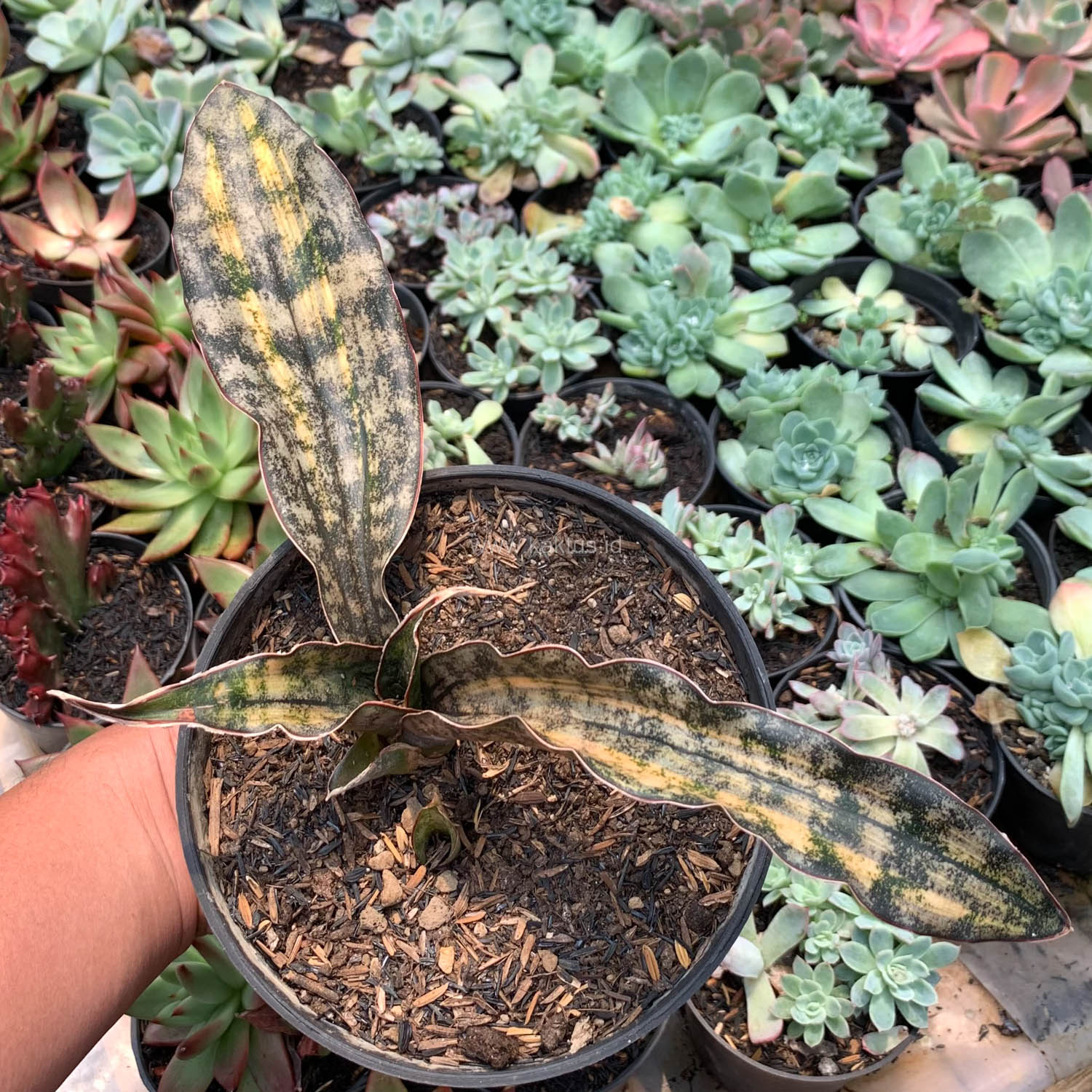サンスベリア Sansevieria kirkii var. pulchra v Sansevieria Kirkii var. pulchra coppertone 斑入り