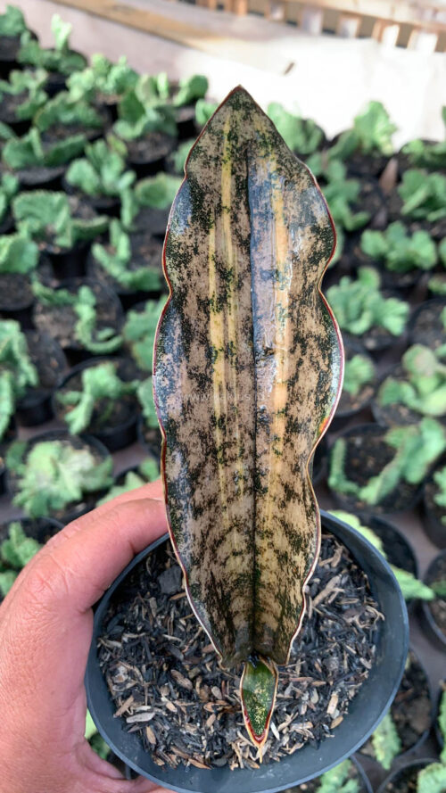 Sansevieria Kirkii Variegated Pulchra Metalic Silver 1 Leaf, real gallery image #7 plants. Picture taken directly from kaktus.id community Sansevieria farmer green houses.