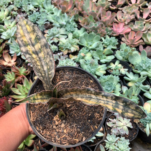 Sansevieria Kirkii Variegated Pulchra Metalic Silver 1 Leaf, real gallery image #19 plants. Picture taken directly from kaktus.id community Sansevieria farmer green houses.