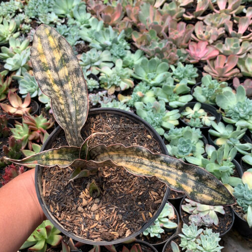 Sansevieria Kirkii Variegated Pulchra Metalic Silver 1 Leaf, real gallery image #6 plants. Picture taken directly from kaktus.id community Sansevieria farmer green houses.