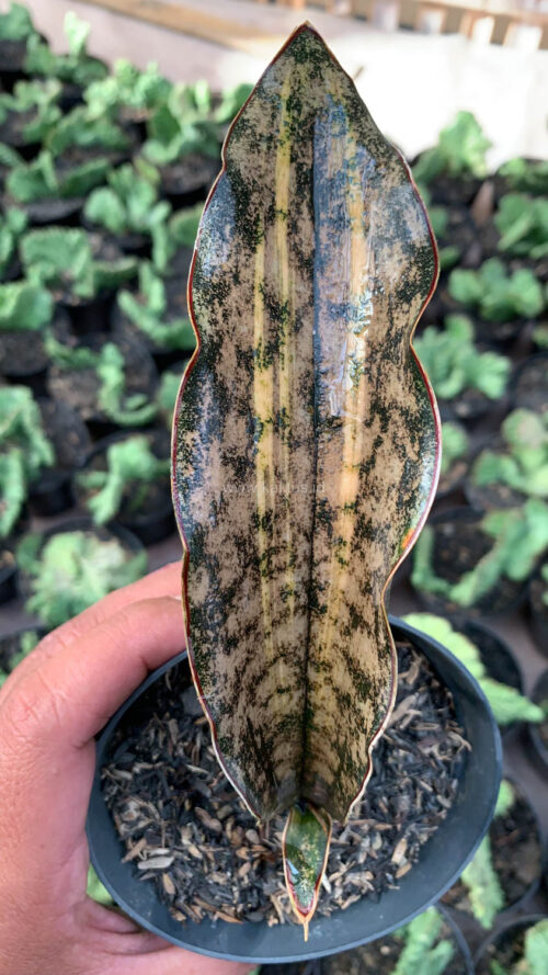 Sansevieria Kirkii Variegated Pulchra Metalic Silver 1 Leaf, real gallery image #10 plants. Picture taken directly from kaktus.id community Sansevieria farmer green houses.
