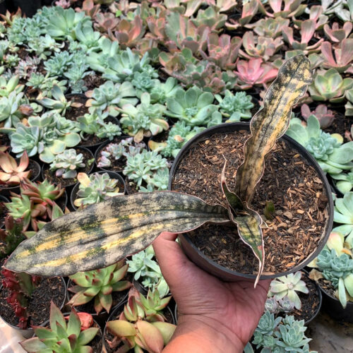 Sansevieria Kirkii Variegated Pulchra Metalic Silver 1 Leaf, real gallery image #8 plants. Picture taken directly from kaktus.id community Sansevieria farmer green houses.