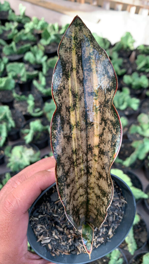 Sansevieria Kirkii Variegated Pulchra Metalic Silver 1 Leaf, real gallery image #11 plants. Picture taken directly from kaktus.id community Sansevieria farmer green houses.
