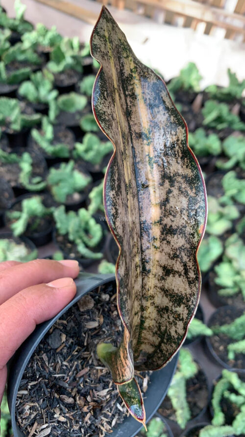 Sansevieria Kirkii Variegated Pulchra Metalic Silver 1 Leaf, real gallery image #12 plants. Picture taken directly from kaktus.id community Sansevieria farmer green houses.