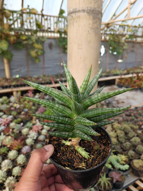 Sansevieria Star Balii, real gallery image #9 plants. Picture taken directly from kaktus.id community Sansevieria farmer green houses.