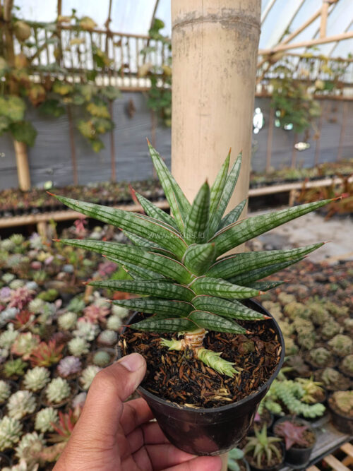 Sansevieria Star Balii, real gallery image #10 plants. Picture taken directly from kaktus.id community Sansevieria farmer green houses.