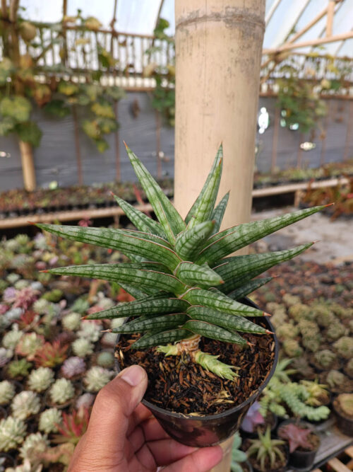 Sansevieria Star Balii, real gallery image #11 plants. Picture taken directly from kaktus.id community Sansevieria farmer green houses.