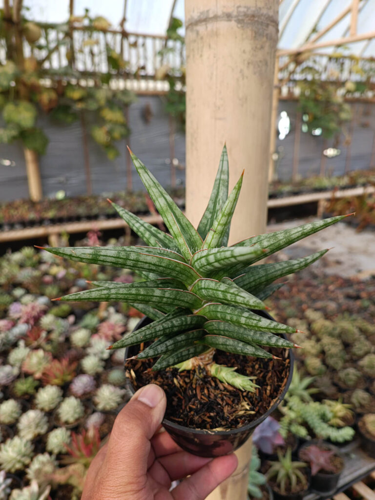 kaktus.id