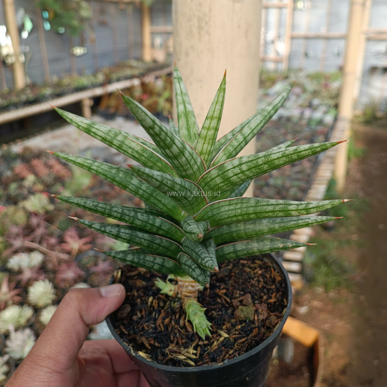 Sansevieria Star Balii, real feature image plant. Picture taken directly from kaktus.id community Sansevieria farmer green houses.