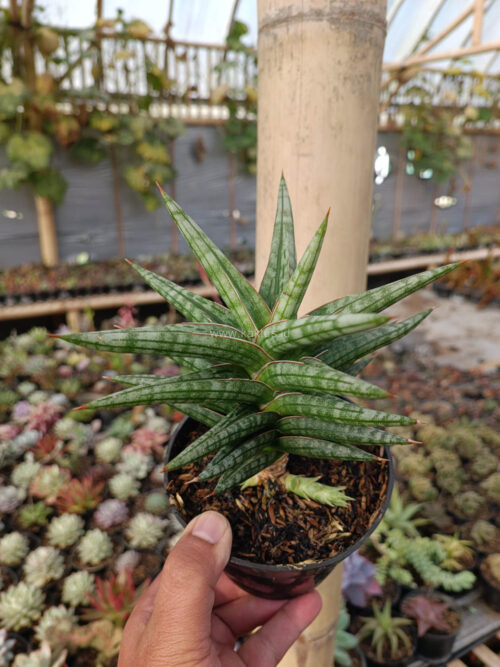 Sansevieria Star Balii, real gallery image #13 plants. Picture taken directly from kaktus.id community Sansevieria farmer green houses.