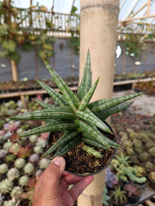 Sansevieria Star Balii, real gallery image #14 plants. Picture taken directly from kaktus.id community Sansevieria farmer green houses.