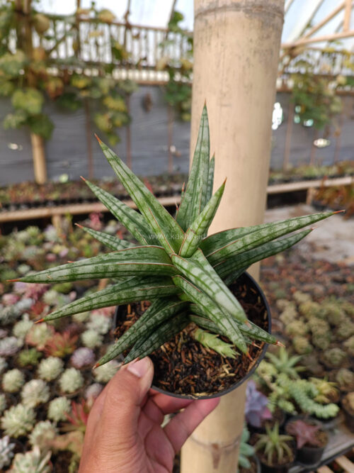 Sansevieria Star Balii, real gallery image #15 plants. Picture taken directly from kaktus.id community Sansevieria farmer green houses.