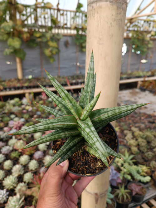 Sansevieria Star Balii, real gallery image #16 plants. Picture taken directly from kaktus.id community Sansevieria farmer green houses.