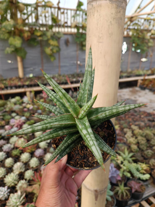 Sansevieria Star Balii, real gallery image #17 plants. Picture taken directly from kaktus.id community Sansevieria farmer green houses.