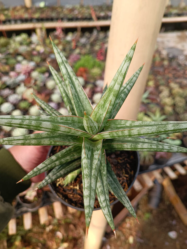 kaktus.id