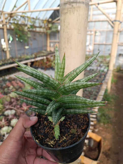 Sansevieria Star Balii, real gallery image #1 plants. Picture taken directly from kaktus.id community Sansevieria farmer green houses.