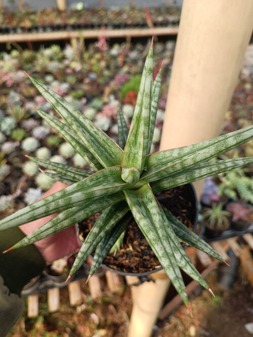 Sansevieria Star Balii, real gallery image #19 plants. Picture taken directly from kaktus.id community Sansevieria farmer green houses.