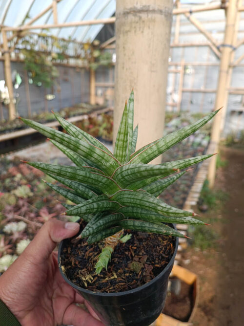Sansevieria Star Balii, real gallery image #2 plants. Picture taken directly from kaktus.id community Sansevieria farmer green houses.