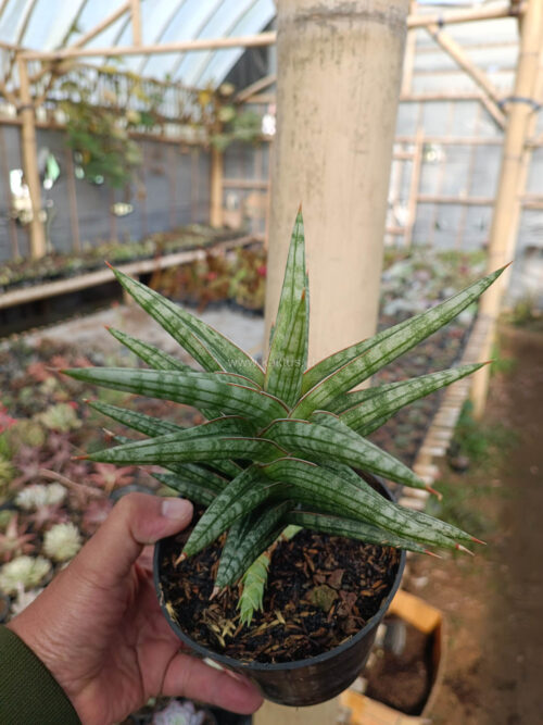 Sansevieria Star Balii, real gallery image #3 plants. Picture taken directly from kaktus.id community Sansevieria farmer green houses.