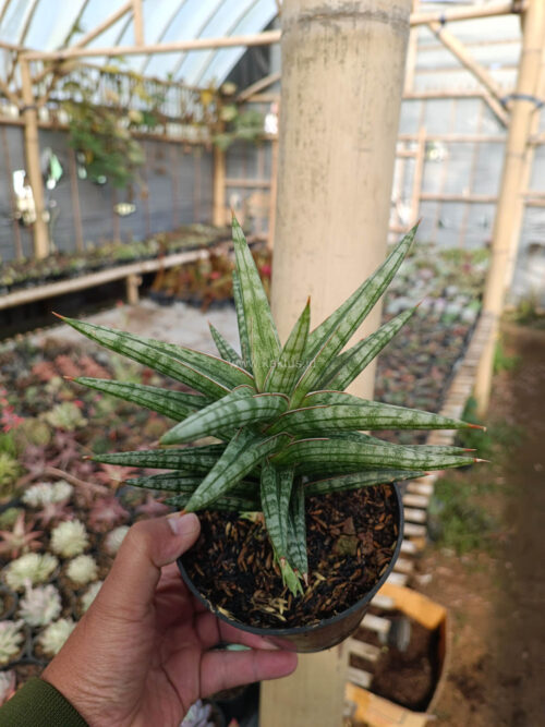 Sansevieria Star Balii, real gallery image #4 plants. Picture taken directly from kaktus.id community Sansevieria farmer green houses.