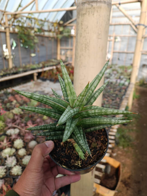 Sansevieria Star Balii, real gallery image #5 plants. Picture taken directly from kaktus.id community Sansevieria farmer green houses.