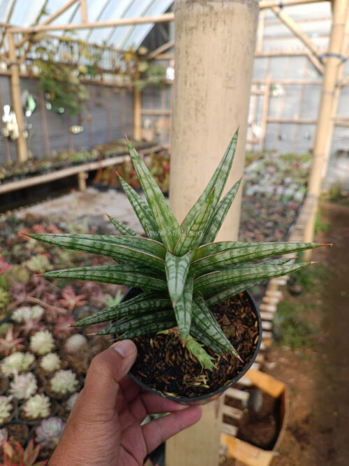 Sansevieria Star Balii, real gallery image #6 plants. Picture taken directly from kaktus.id community Sansevieria farmer green houses.