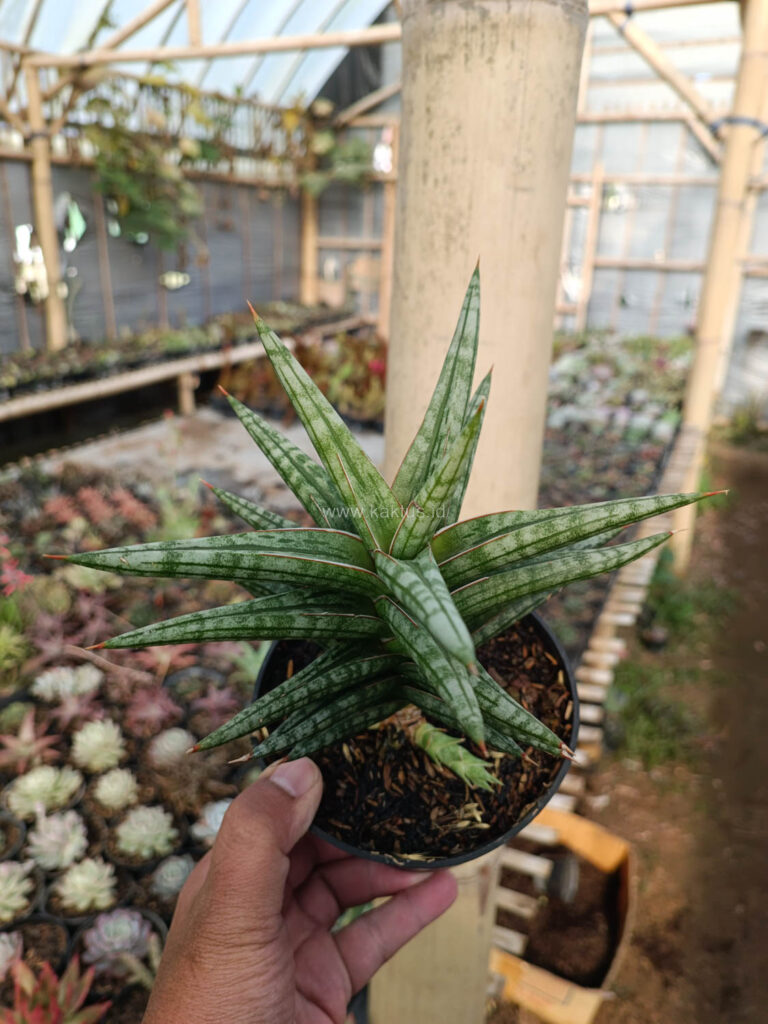 kaktus.id