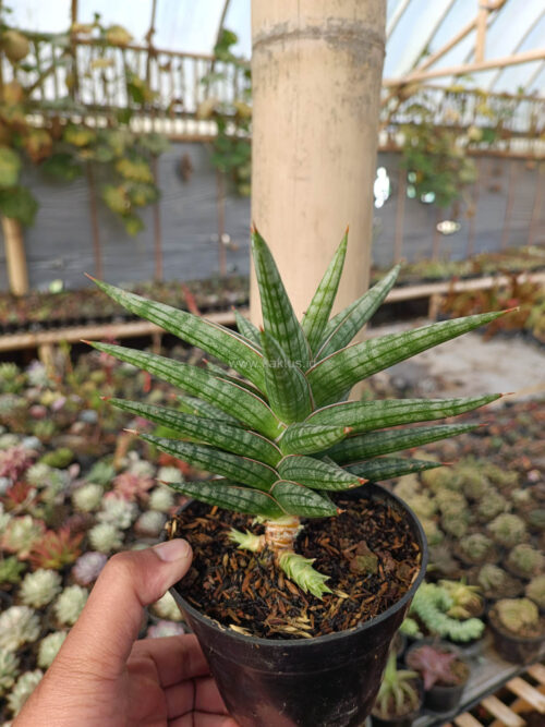 Sansevieria Star Balii, real gallery image #8 plants. Picture taken directly from kaktus.id community Sansevieria farmer green houses.