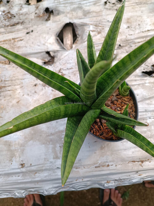 Sansevieria Marsa Anjani, real gallery image #9 plants. Picture taken directly from kaktus.id community Sansevieria farmer green houses.